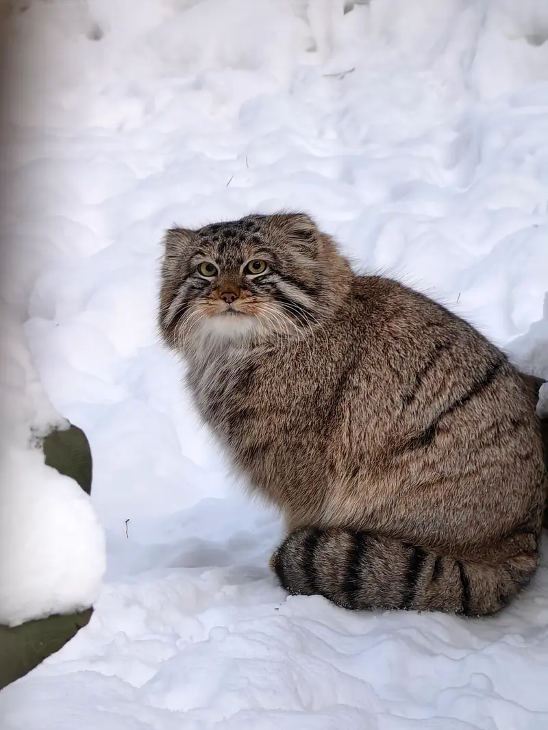 A photograph of Son of Lolo 2024 Ⅲ in Novosibirsk Zoo