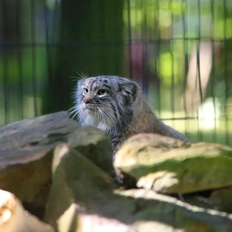 A photograph of Tsas in Kraków Zoo