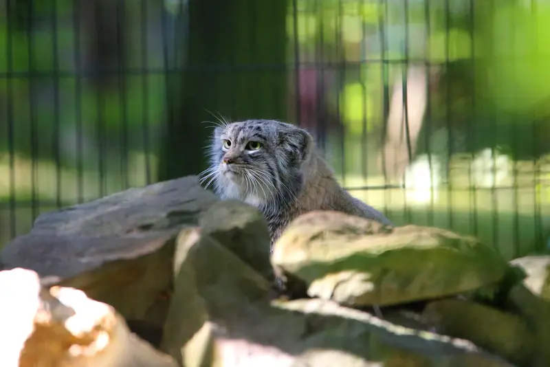 A photograph of Tsas in Kraków Zoo