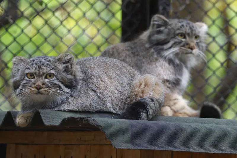 A photograph of a Pallas's cat in Novosibirsk Zoo