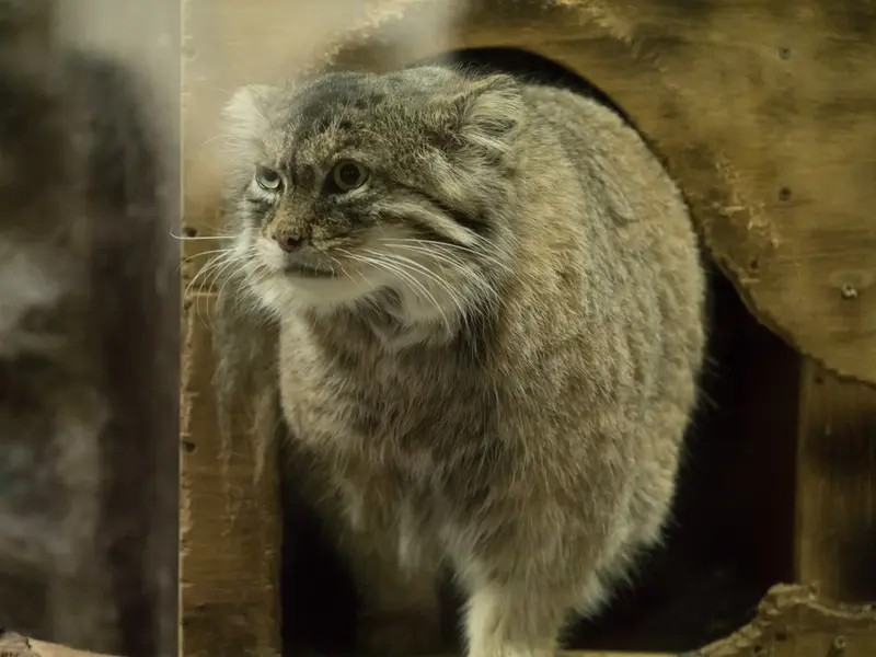 A photograph of Primula in Ueno Zoological Gardens