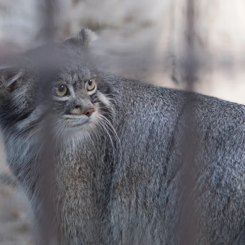 A photograph of Figa in Nogeyama Zoo