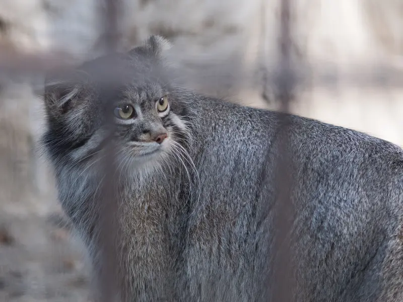 A photograph of Figa in Nogeyama Zoo