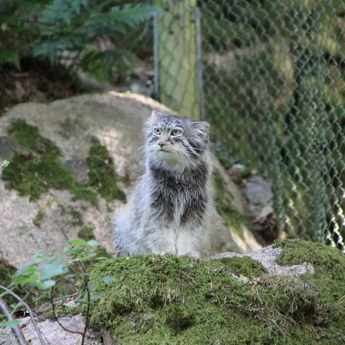 A photograph of Qatti-Matti in Nordens Ark