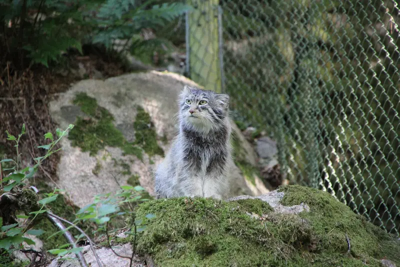 A photograph of Qatti-Matti in Nordens Ark