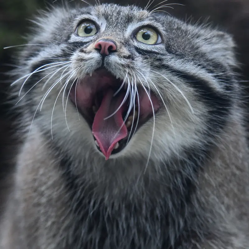 A photograph of Nar in Kobe Animal Kingdom