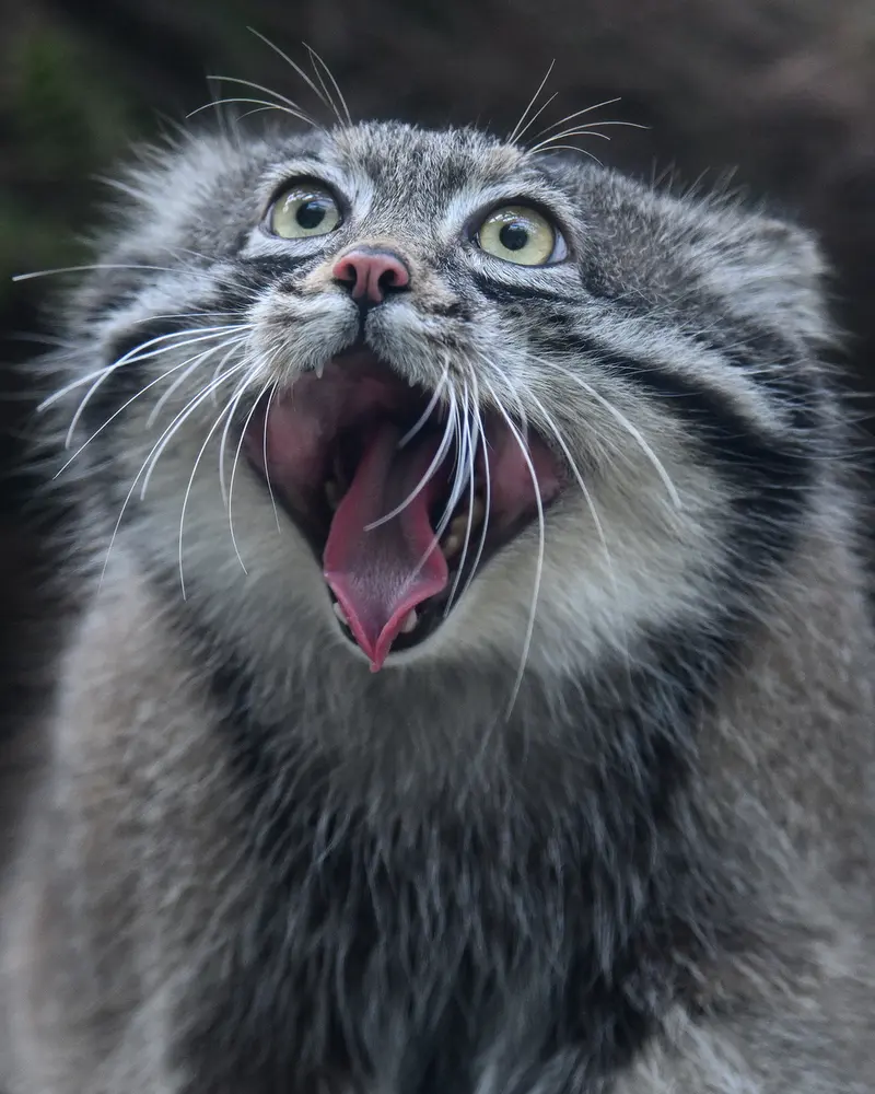 A photograph of Nar in Kobe Animal Kingdom