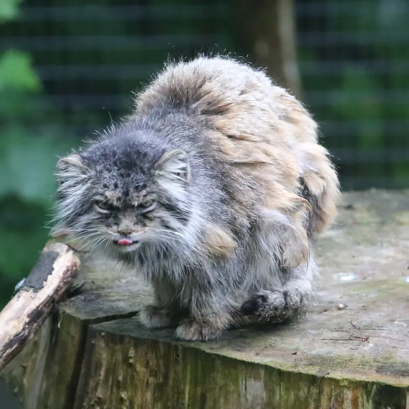 A photograph of Pazzo in Łódź Zoo