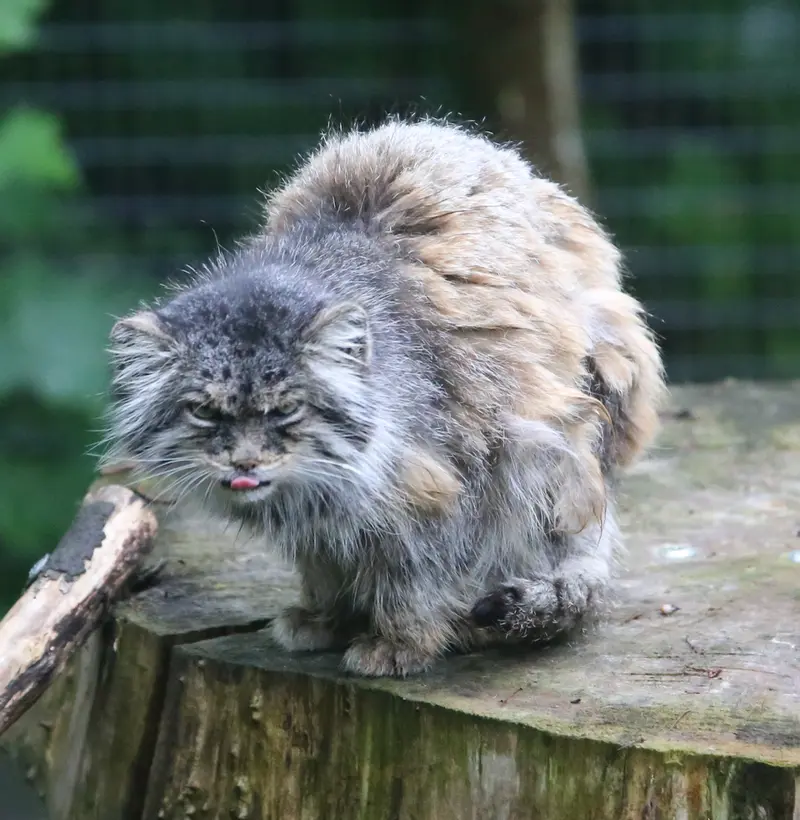 A photograph of Pazzo in Łódź Zoo