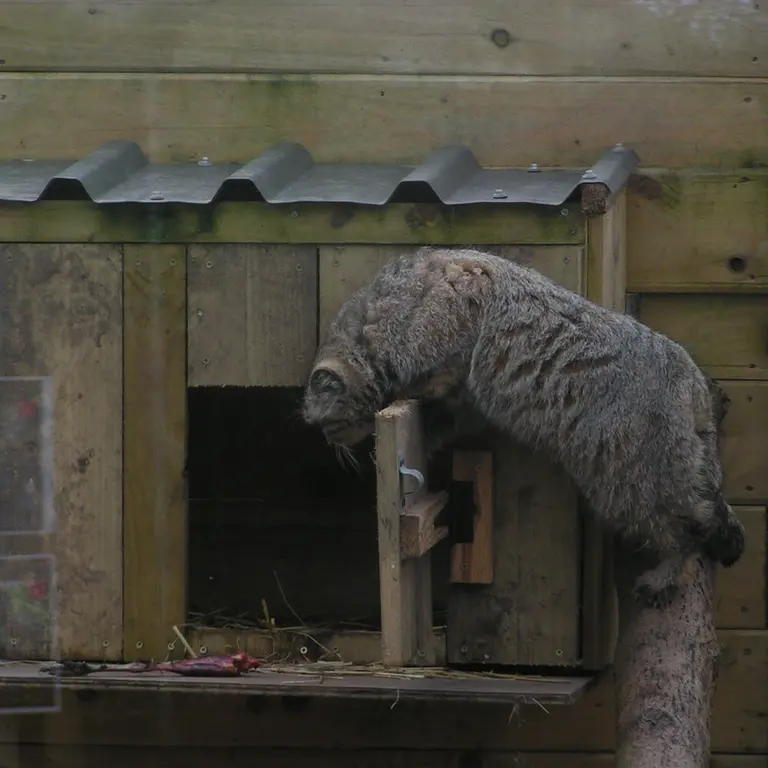 A photograph of Altai in The Lakeland Wildlife Oasis