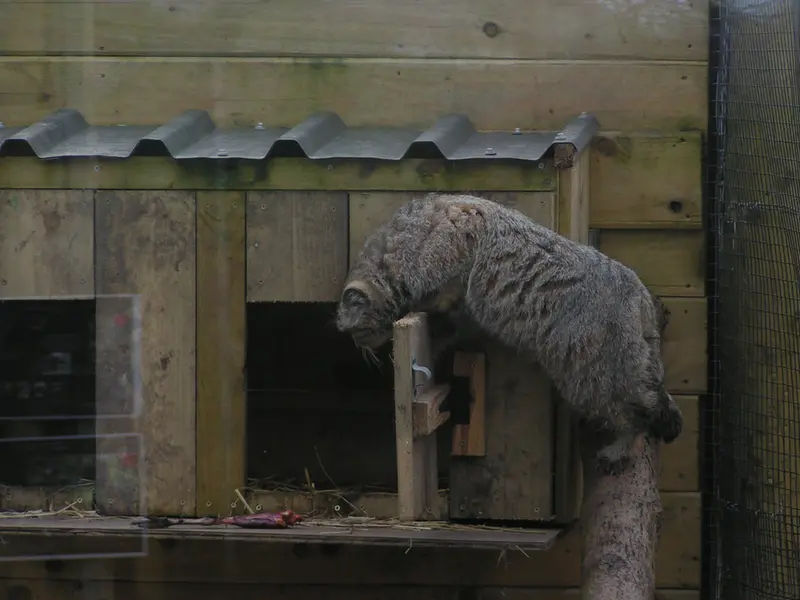 A photograph of Altai in The Lakeland Wildlife Oasis