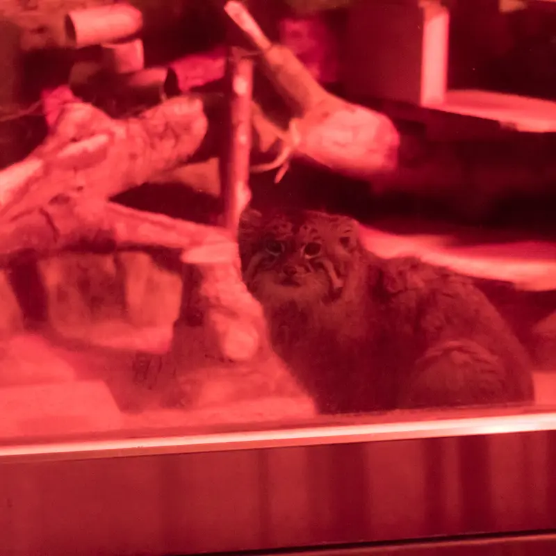 A photograph of Naim in Ueno Zoological Gardens