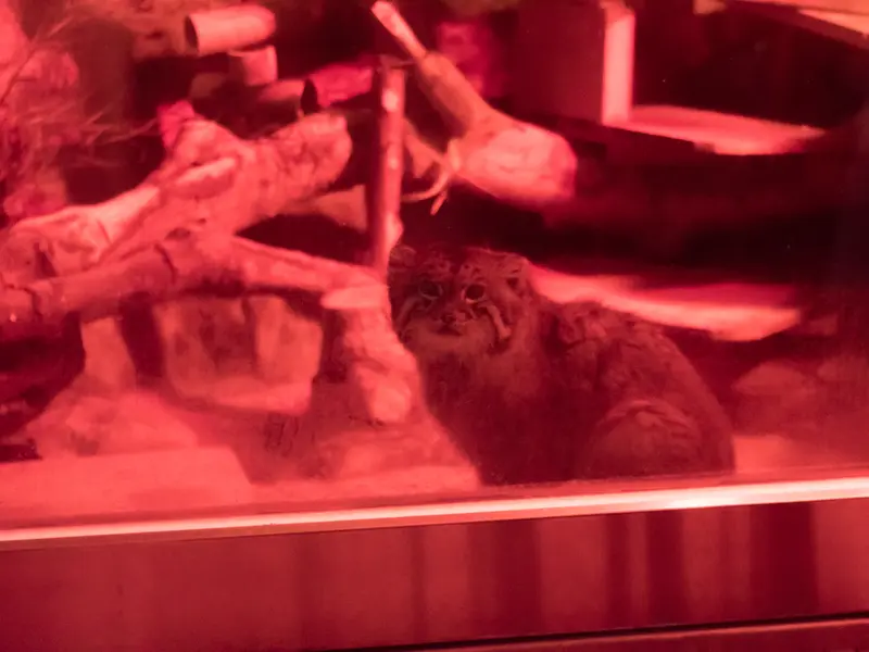 A photograph of Naim in Ueno Zoological Gardens
