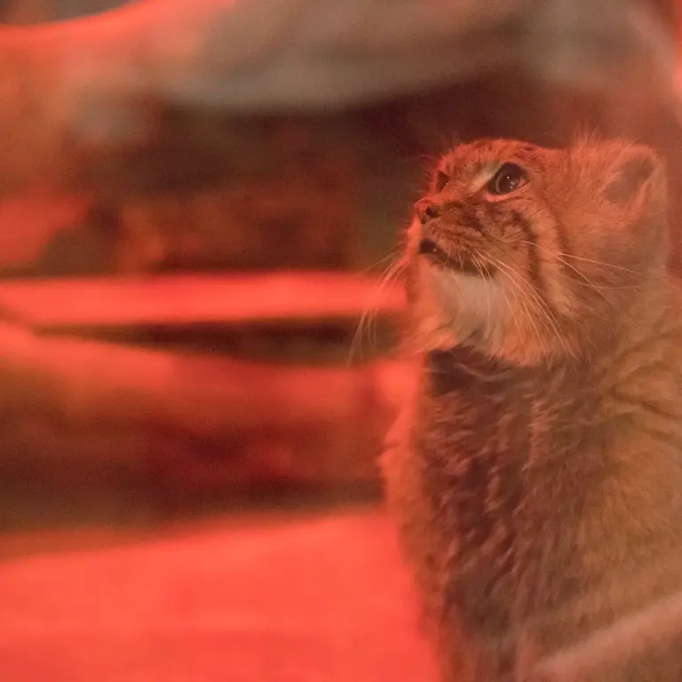 A photograph of Naim in Ueno Zoological Gardens