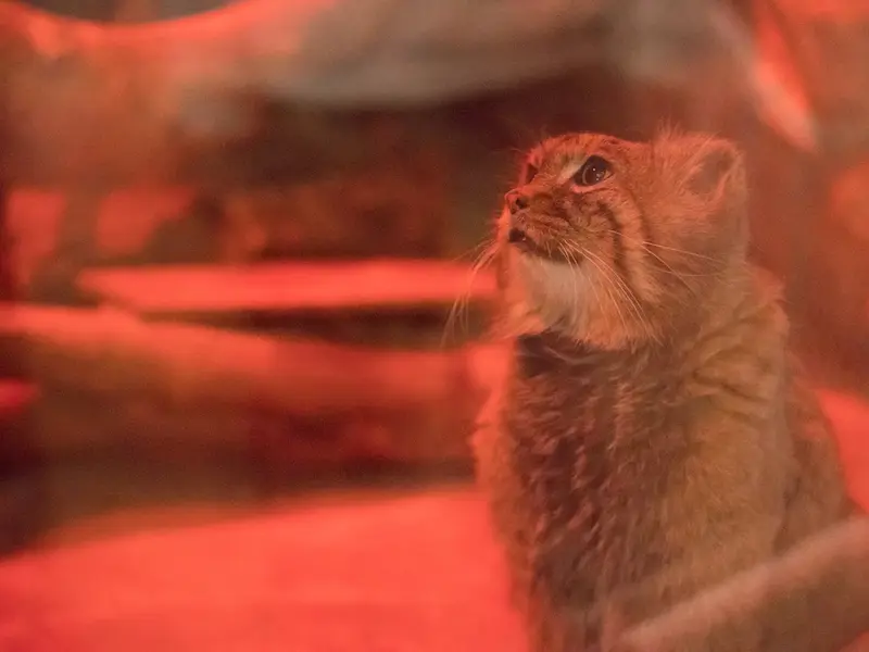 A photograph of Naim in Ueno Zoological Gardens