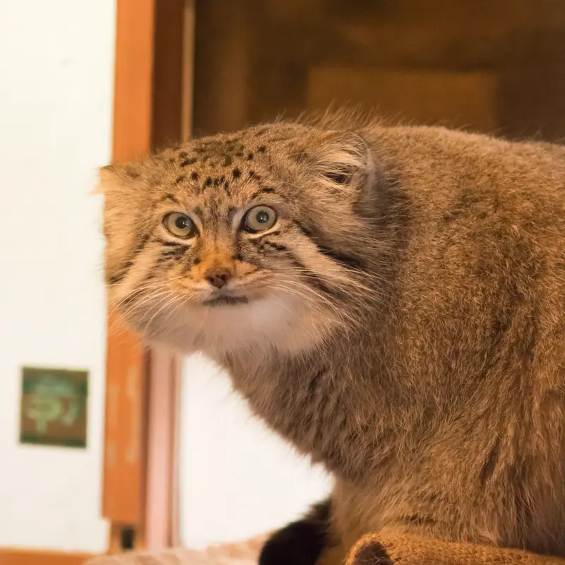 A photograph of Lotos in Saitama Children's Zoo
