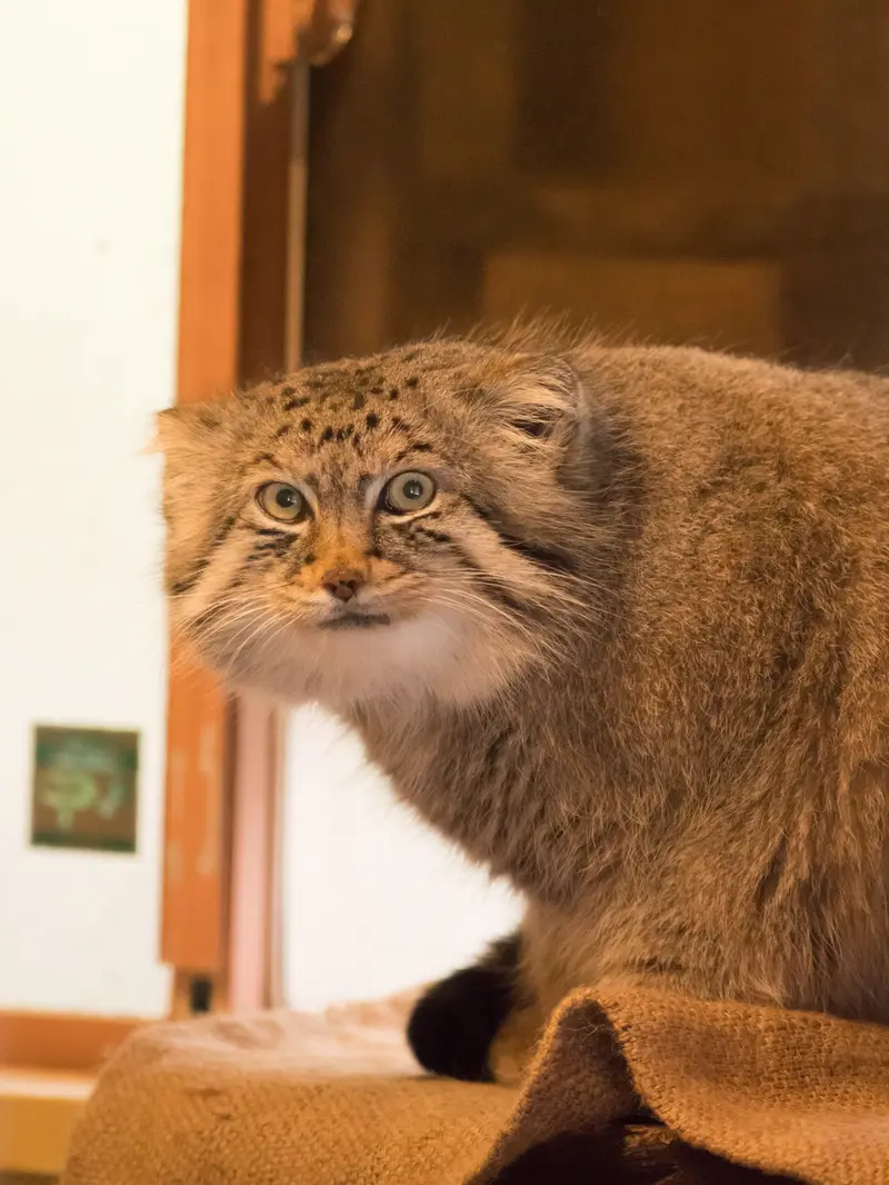 A photograph of Lotos in Saitama Children's Zoo