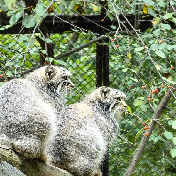 A photograph of Son of Eve 2024 Ⅰ and Sychik in Novosibirsk Zoo