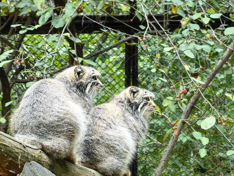 A photograph of Son of Eve 2024 Ⅰ and Sychik in Novosibirsk Zoo