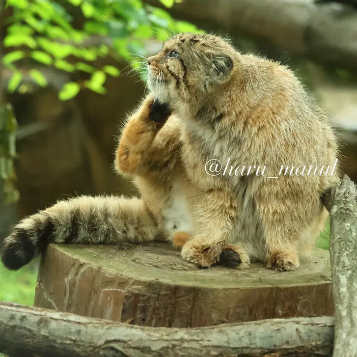 A photograph of Bor in Nasu Animal Kingdom