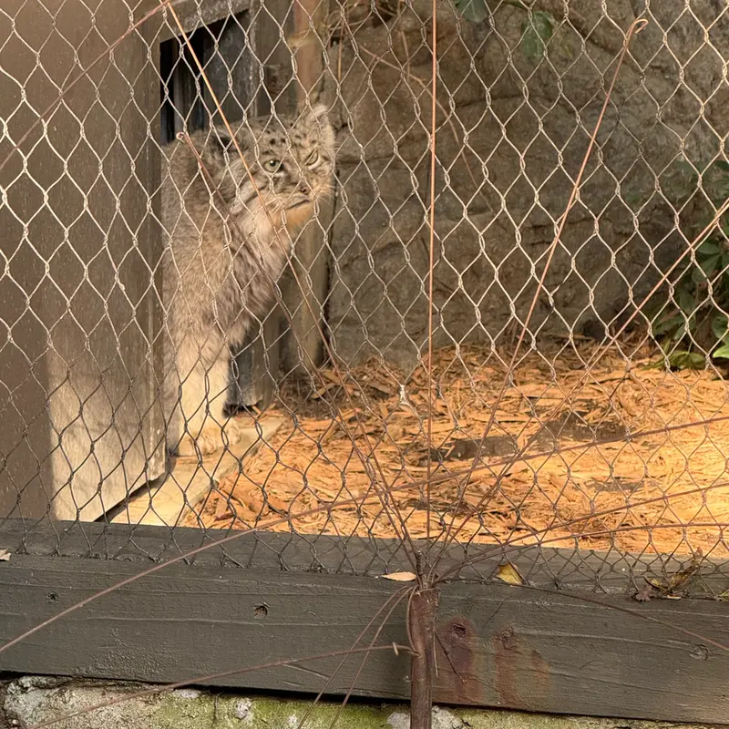 A photograph of Batu in Prospect Park Zoo