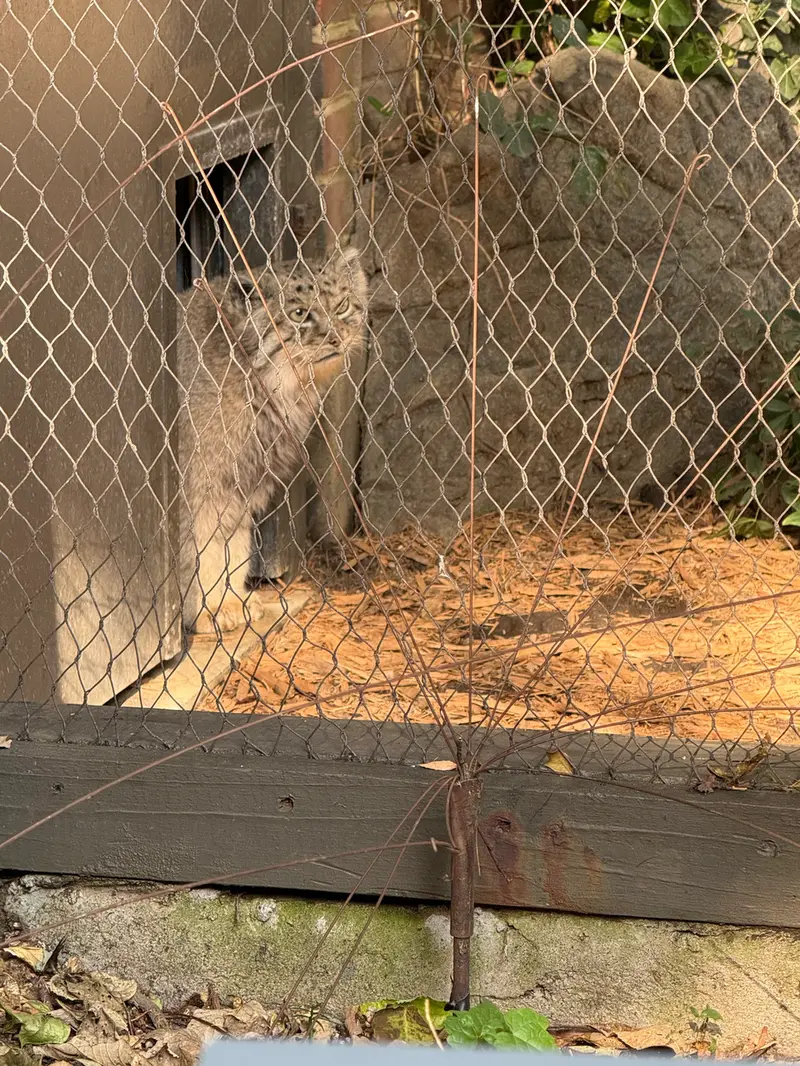 A photograph of Batu in Prospect Park Zoo