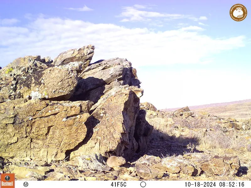 A photograph of Pika from Karashoky camera trap