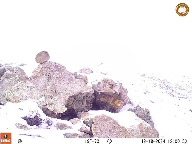 A photograph of Pika from Besshoky 1 camera trap