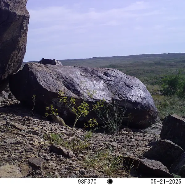 A photograph of Kazakh pika from Koshkar camera trap