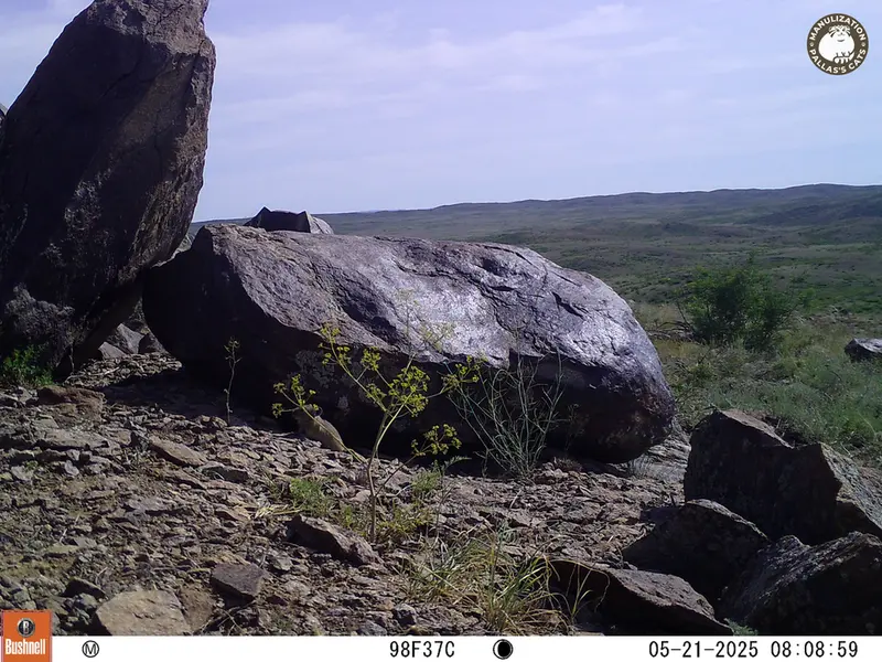 A photograph of Kazakh pika from Koshkar camera trap