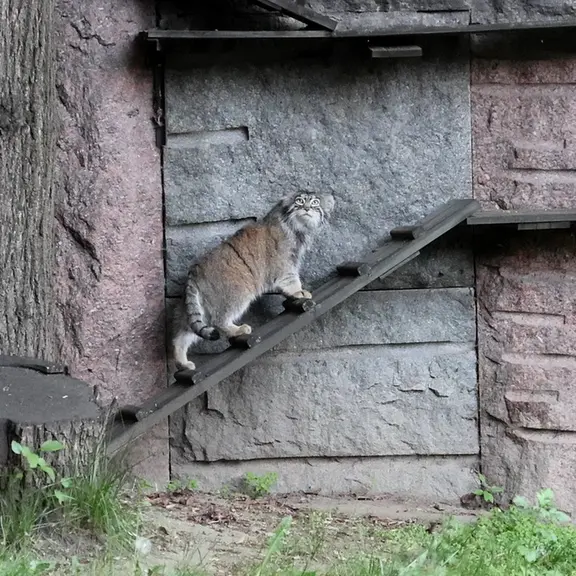 A photograph of a Pallas's cat in Moscow zoo