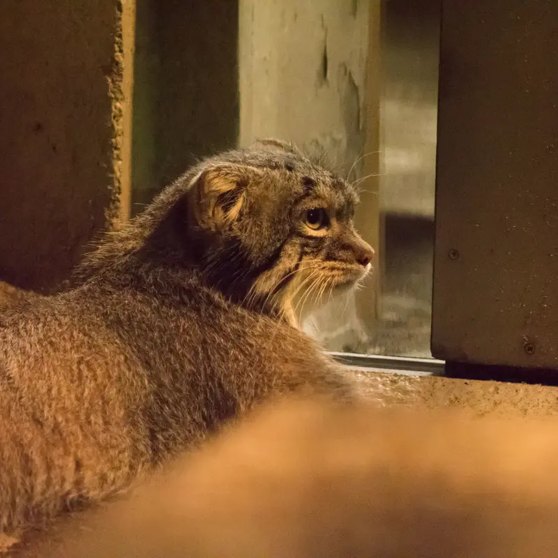 A photograph of Figa in Nogeyama Zoo