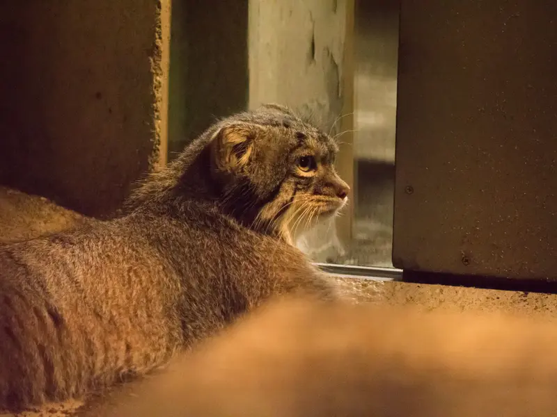 A photograph of Figa in Nogeyama Zoo
