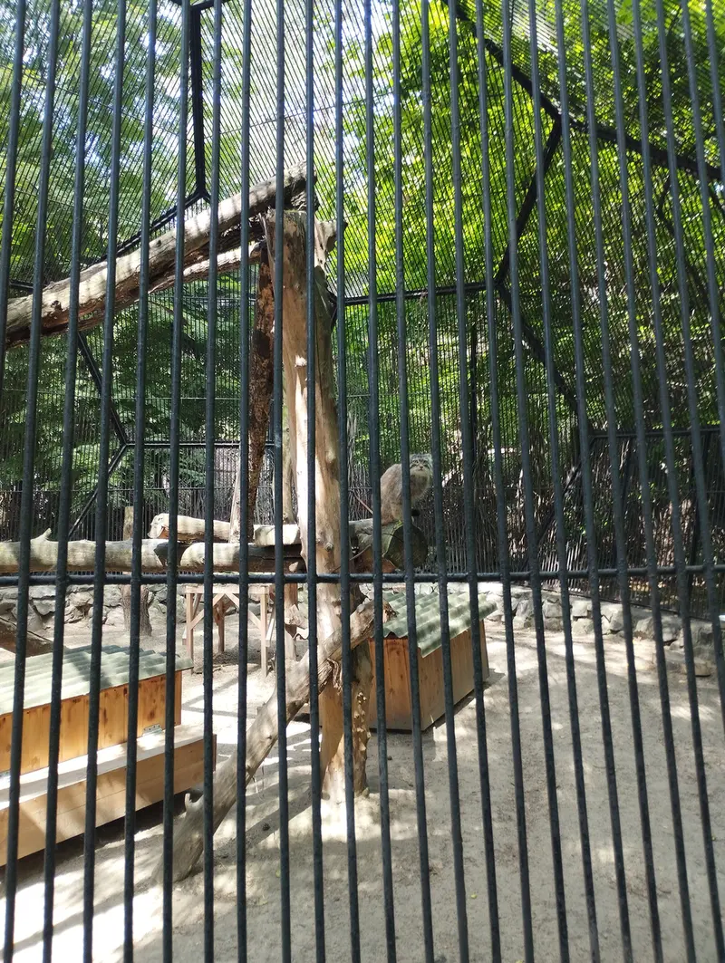A photograph of a Pallas's cat in Novosibirsk Zoo