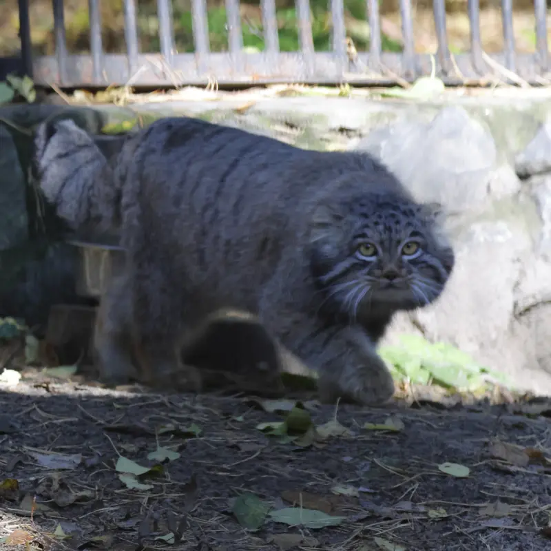 A photograph of Mensu in Novosibirsk Zoo
