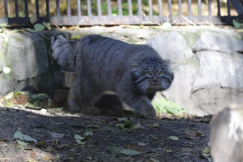 A photograph of Mensu in Novosibirsk Zoo