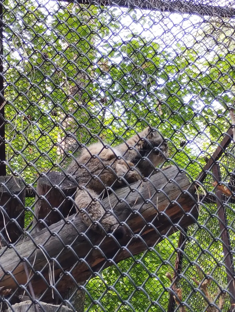 A photograph of a Pallas's cat in Novosibirsk Zoo