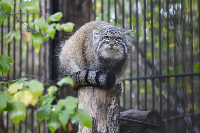 A photograph of Anya in Novosibirsk Zoo