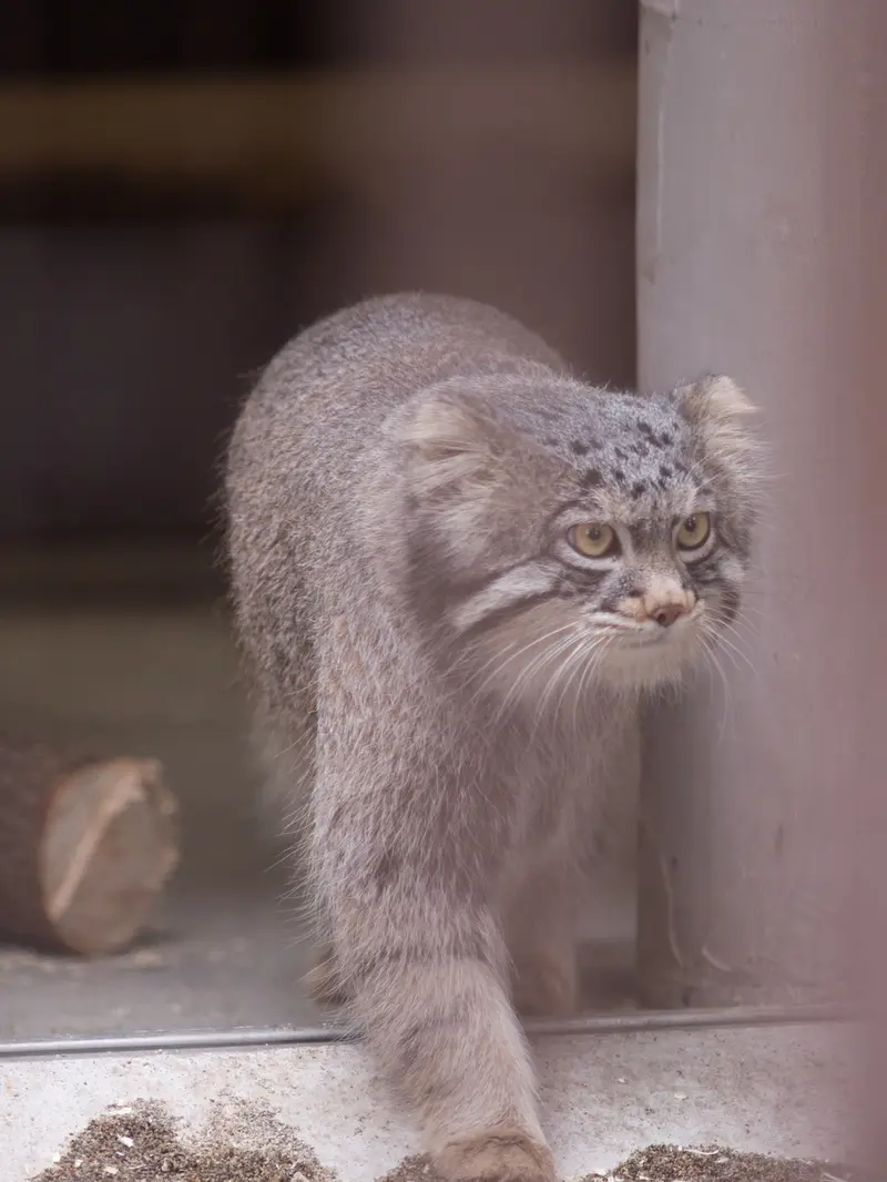A photograph of Figa in Nogeyama Zoo