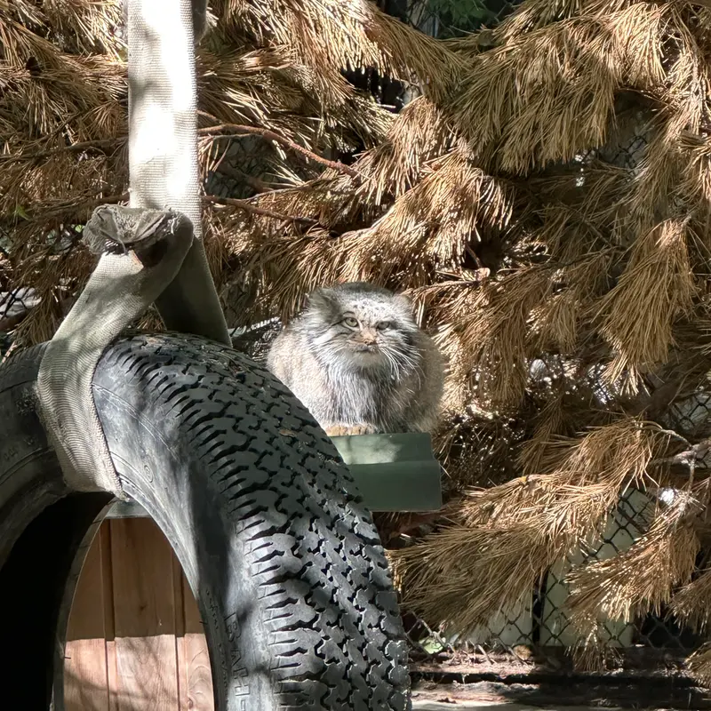 A photograph of Snezhinka in Novosibirsk Zoo