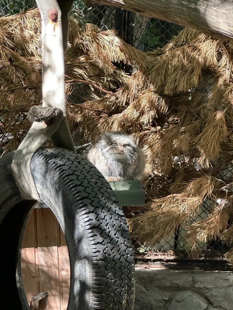 A photograph of Snezhinka in Novosibirsk Zoo