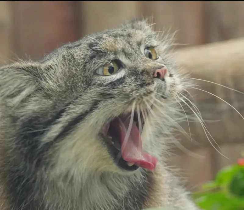 A photograph of a Pallas's cat