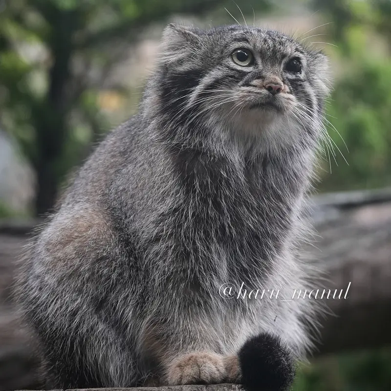 A photograph of Abrikos in Nasu Animal Kingdom