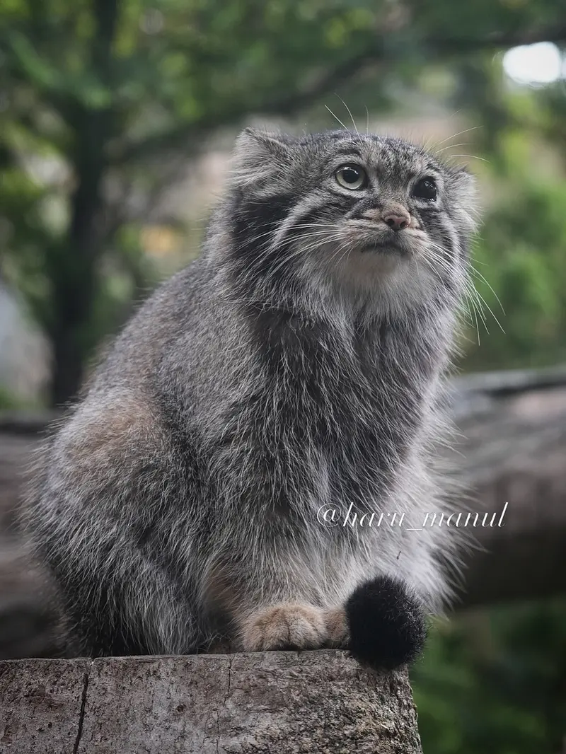 A photograph of Abrikos in Nasu Animal Kingdom