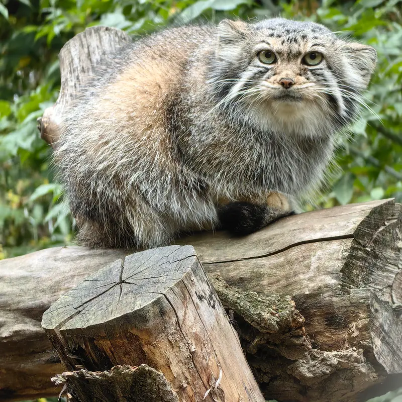 A photograph of Eve in Novosibirsk Zoo