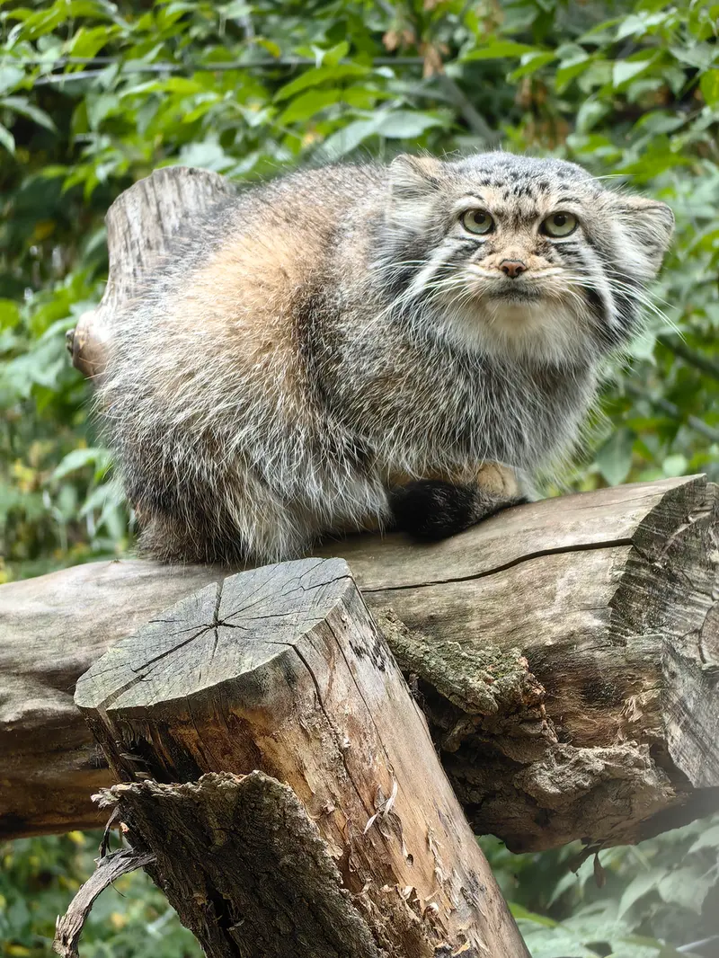 A photograph of Eve in Novosibirsk Zoo