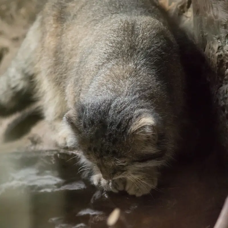 A photograph of Klyon in Ueno Zoological Gardens