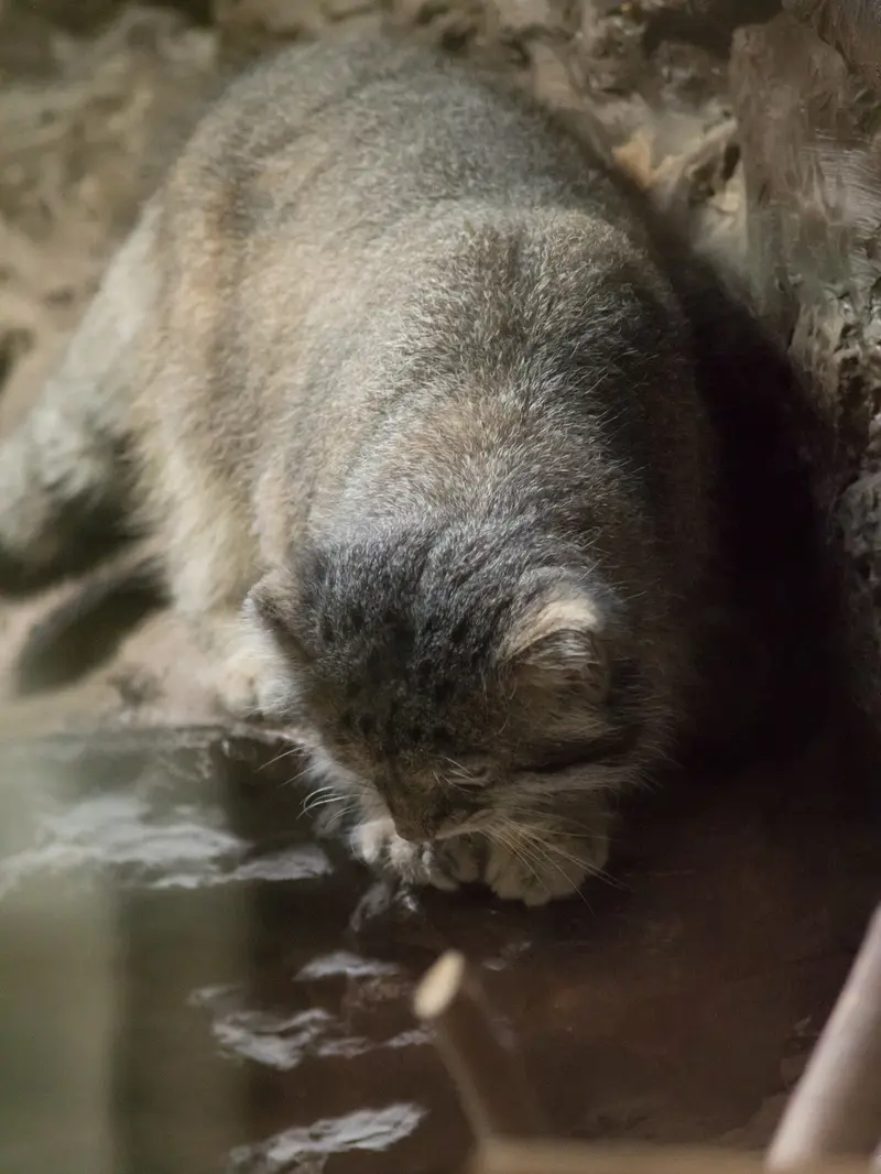 A photograph of Klyon in Ueno Zoological Gardens