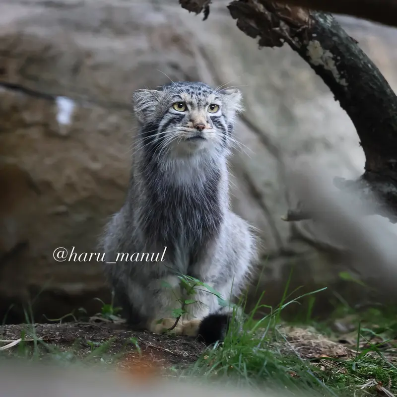 A photograph of Nagomu in Nasu Animal Kingdom