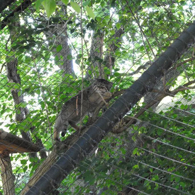 A photograph of Mushu in Cincinnati Zoo